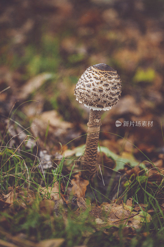 Macrolepiota procera